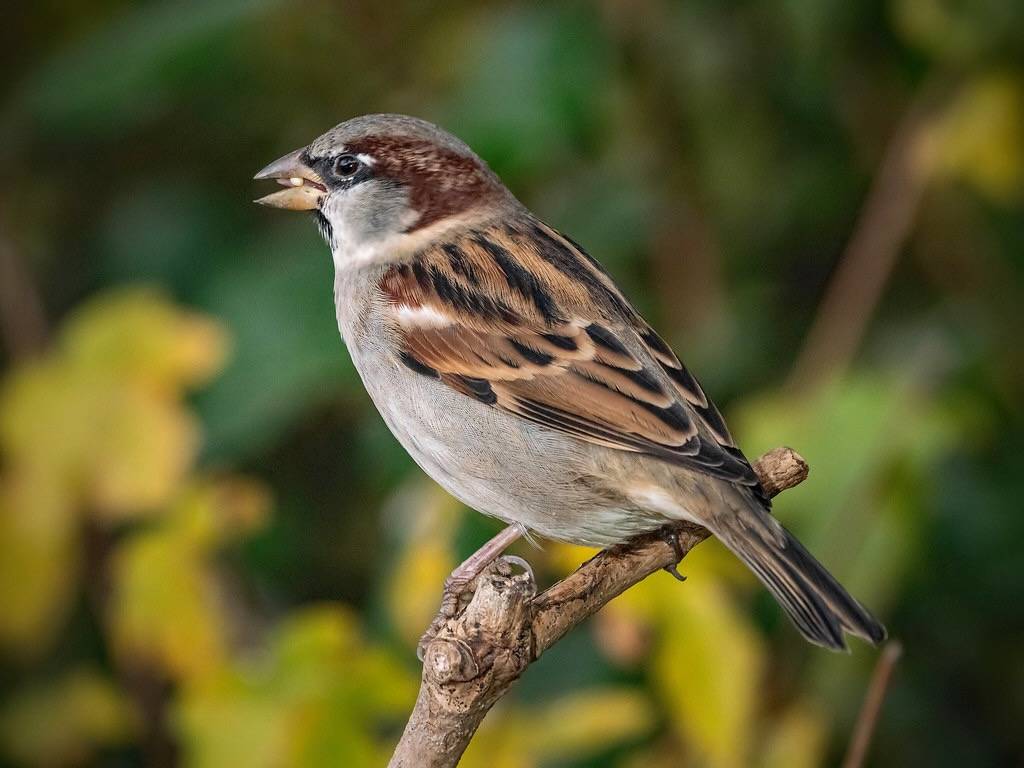 Male House Sparrow Chewing Seed by Michael Brace is licensed under CC BY-NC-ND 2.0.